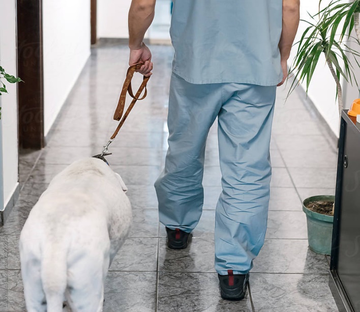 vet walking the dog