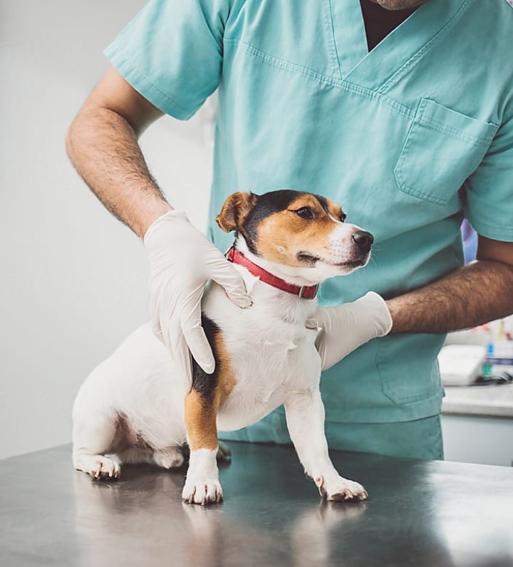 vet treating dog