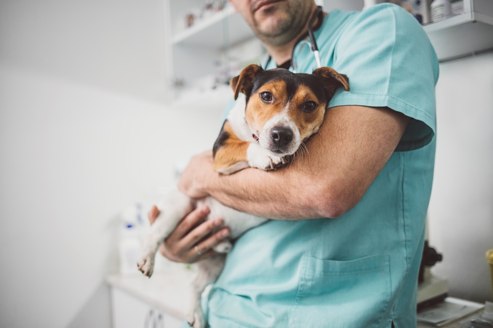 Dog being held by a vet