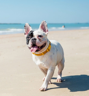 Shop for Adult Dogs 
