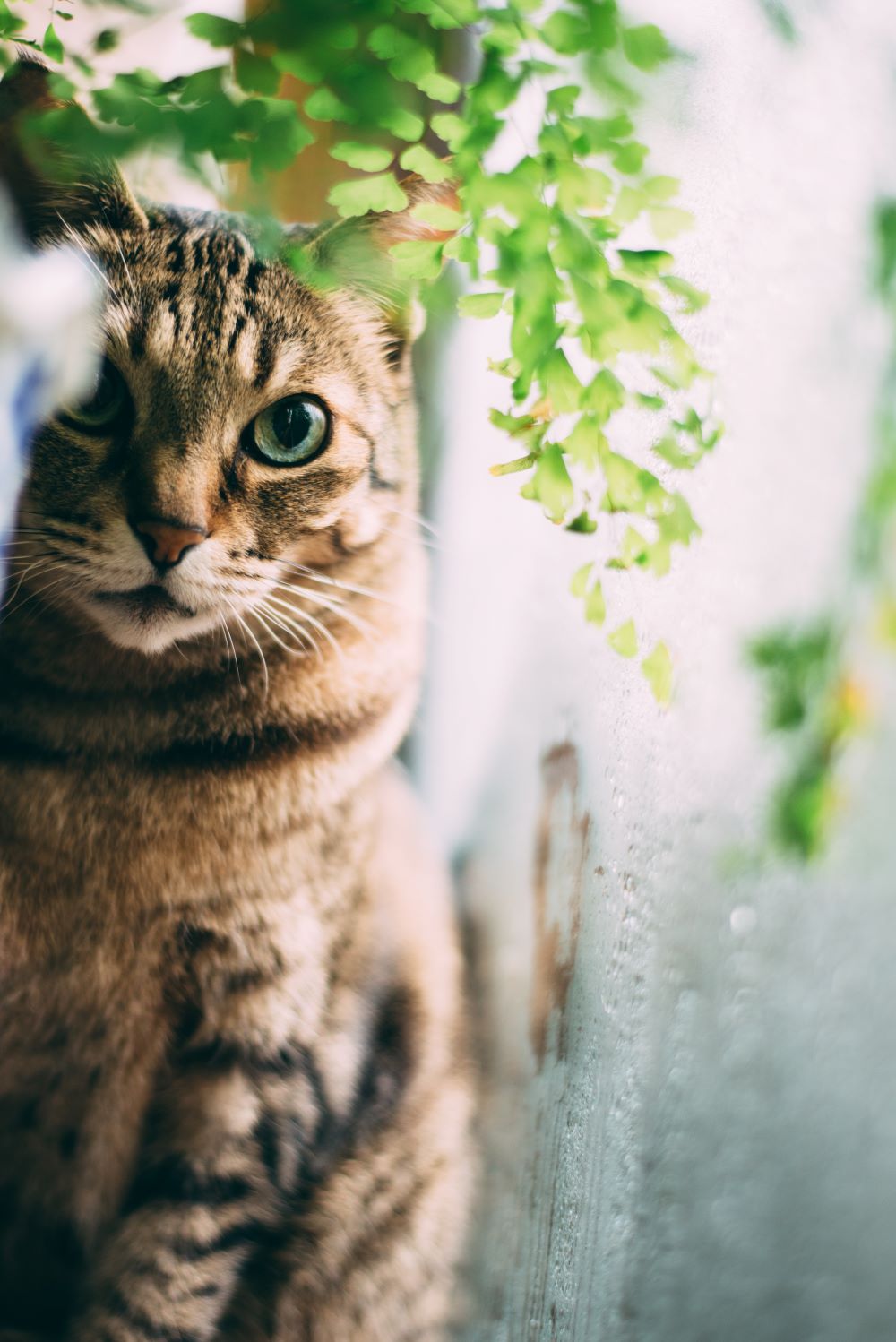 Cat in window