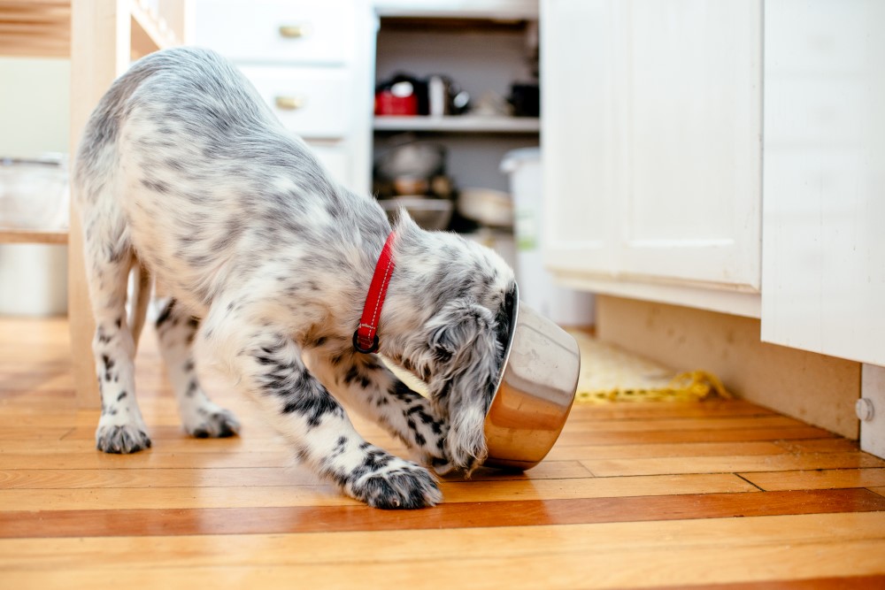 dog eating bowl 