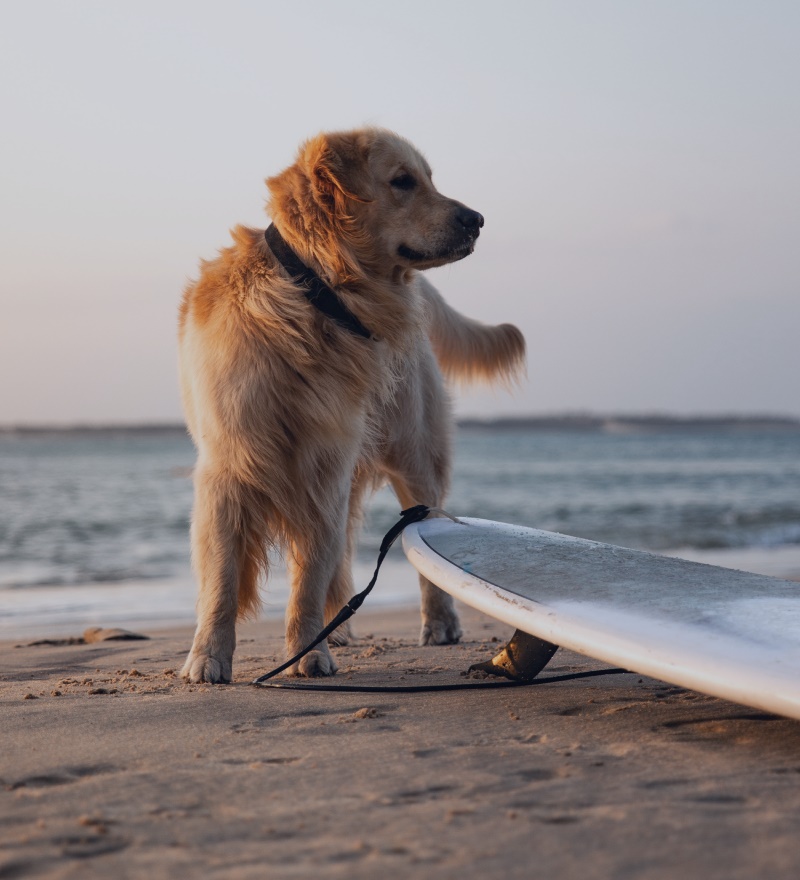 dog on the beach