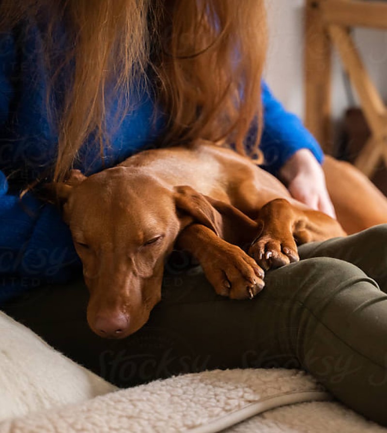 dog sleeping on lap