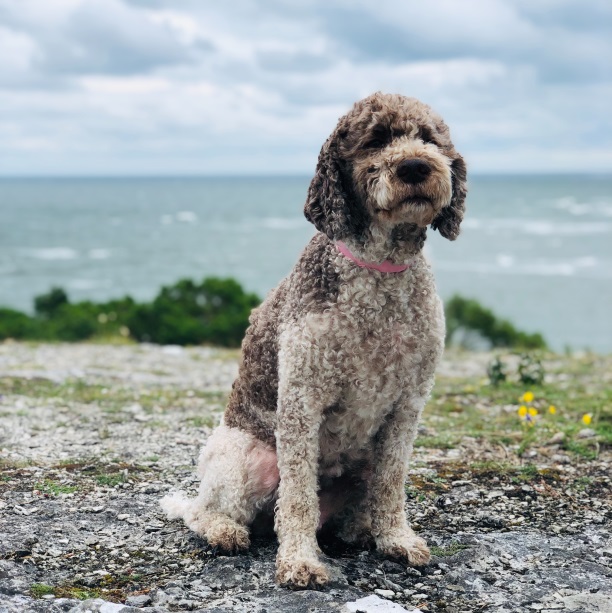 Every ingredient and formula  tested specifically for pets
