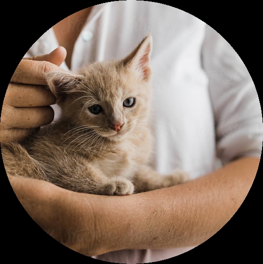 kitten