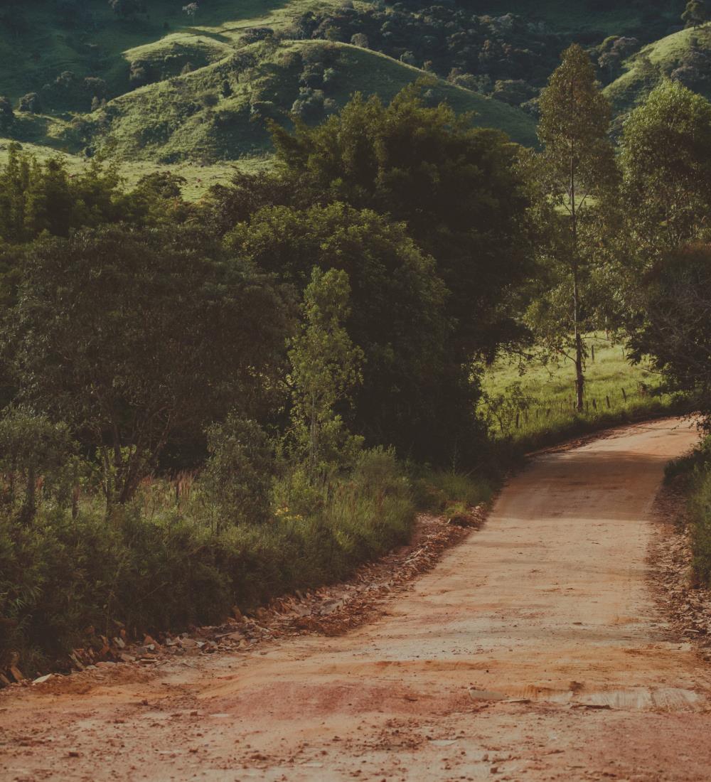 tree and path