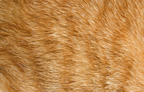 Hairball Control