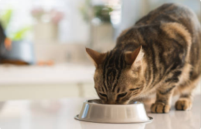 Healthy Digestion