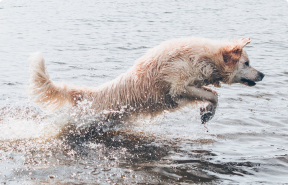 Active Dogs