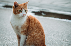 All cats