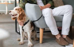 Pet care