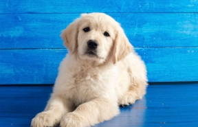 Puppy