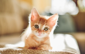 kitten 