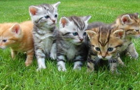 Kitten